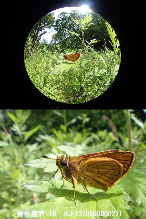 ヒメキマダラセセリをFCON-T02で　　Ochlodes ochraceus