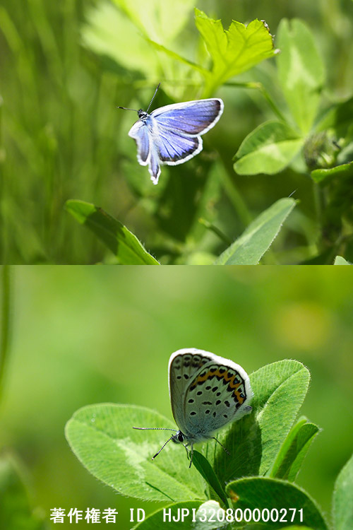 庭のヒメシジミ