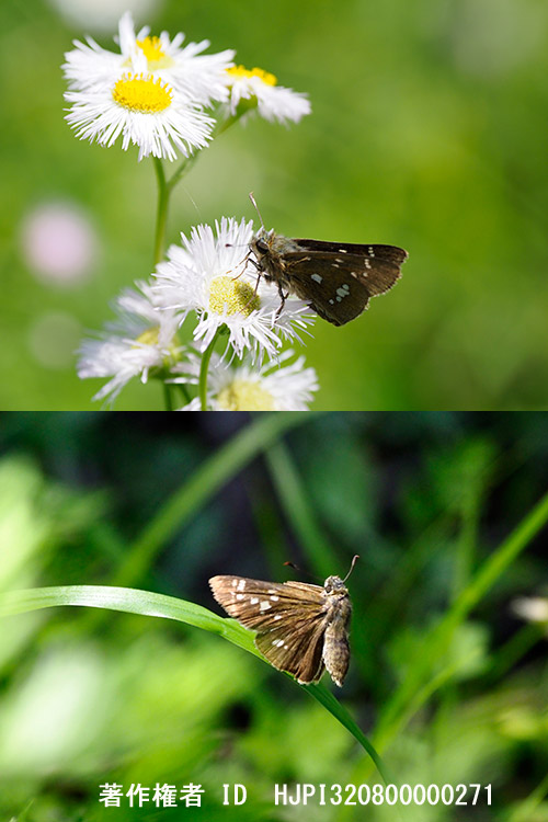 ミヤマチャバネセセリ　Pelopidas jansonis
