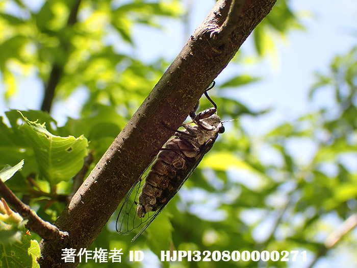 ハルゼミをTG-6で　Terpnosia vacua