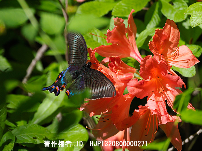 ぼろぼろのミヤマカラスアゲハ