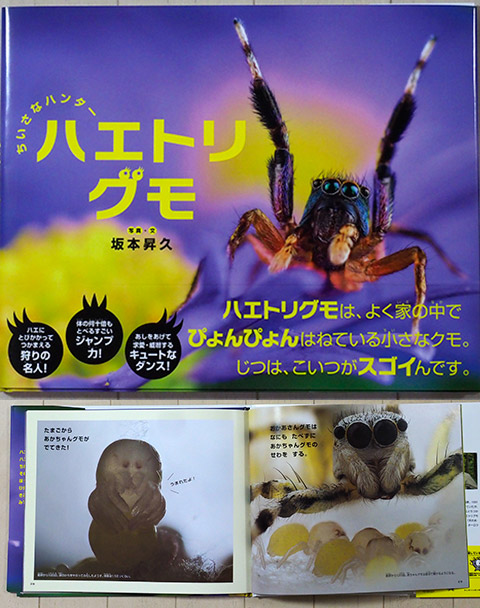 素敵なハエトリグモの本
