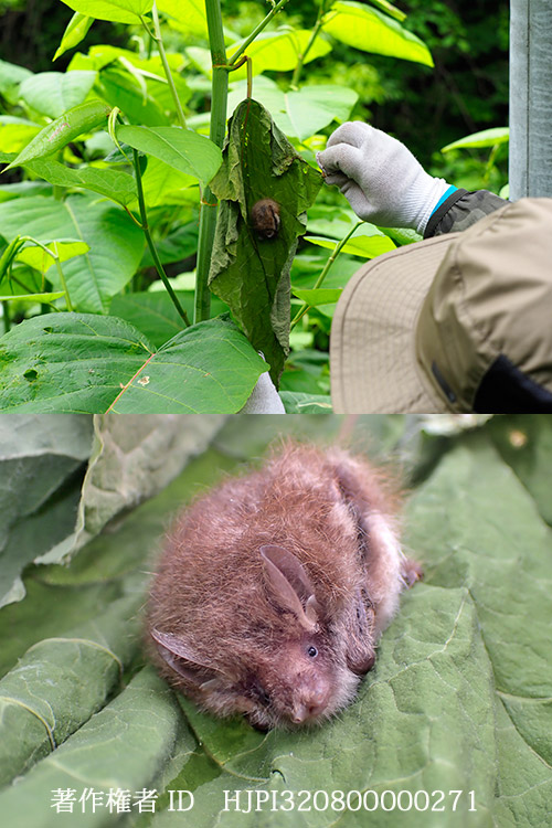 オオイタドリの枯葉の中で休むコテングコウモリ