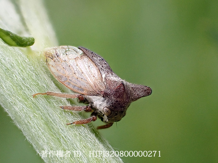 モジツノゼミ Tsunozemia paradoxa