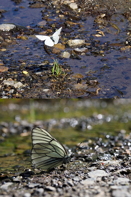 エゾシロチョウ　Aporia crataegi