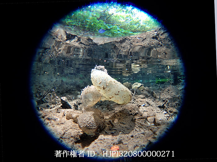 エゾサンショウウオの卵　Hynobius retardatus