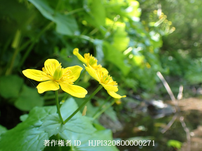 リュウキンカ　Caltha　palustris