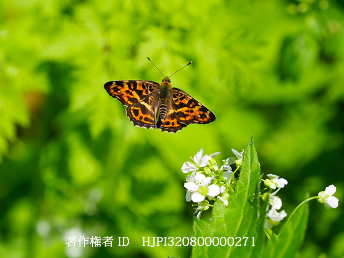 サカハチチョウの飛翔　Araschnia burejana