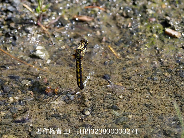 シオヤトンボの産卵　Orthetrum japonicum