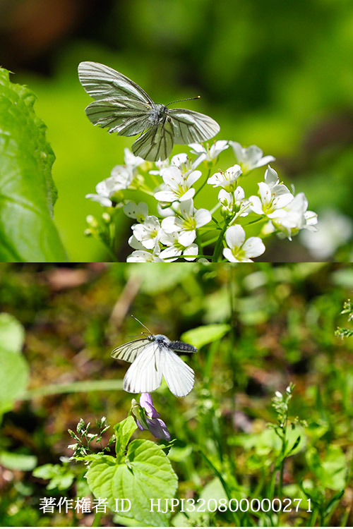 エゾスジグロシロチョウ春型の飛翔　Pieris napi