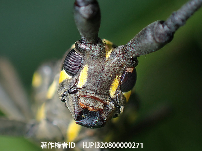 TG-6で撮ったキボシカミキリ