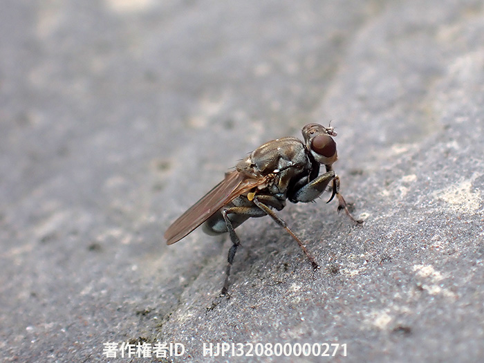 台湾のカマバエ　Ochthera