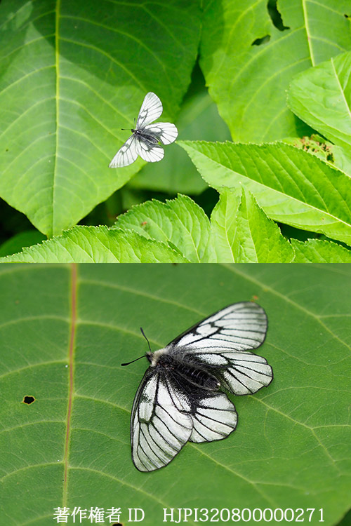 ヒメウスバシロチョウ　Parnassius stubbendorfi