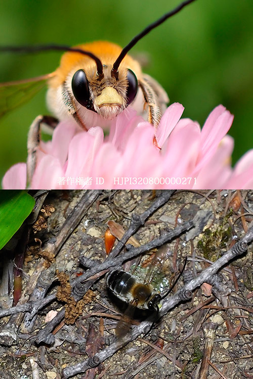 ニッポンヒゲナガハナバチ Eucera nipponensis