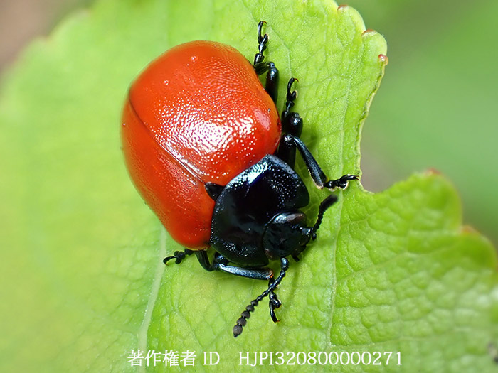 ドロノキハムシ　Chrysomela populi