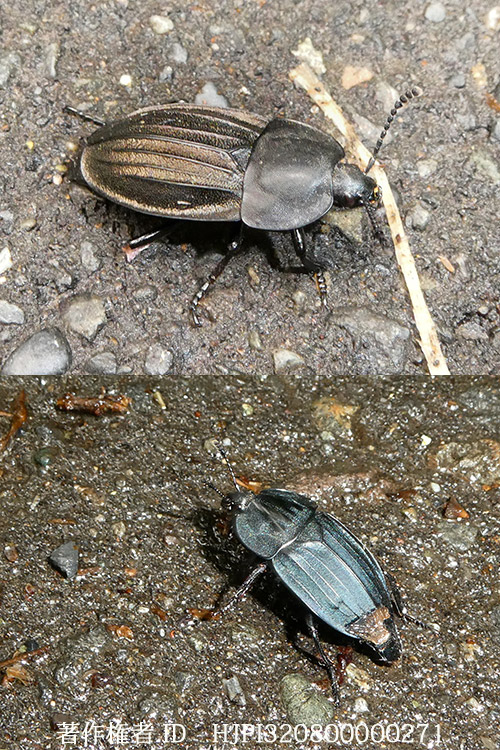 ヒラタシデムシとオオヒラタシデムシ　Silpha perforata