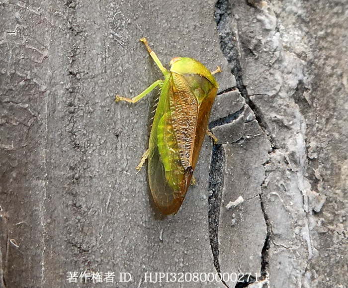 アオズキンヨコバイの仲間　Iassus