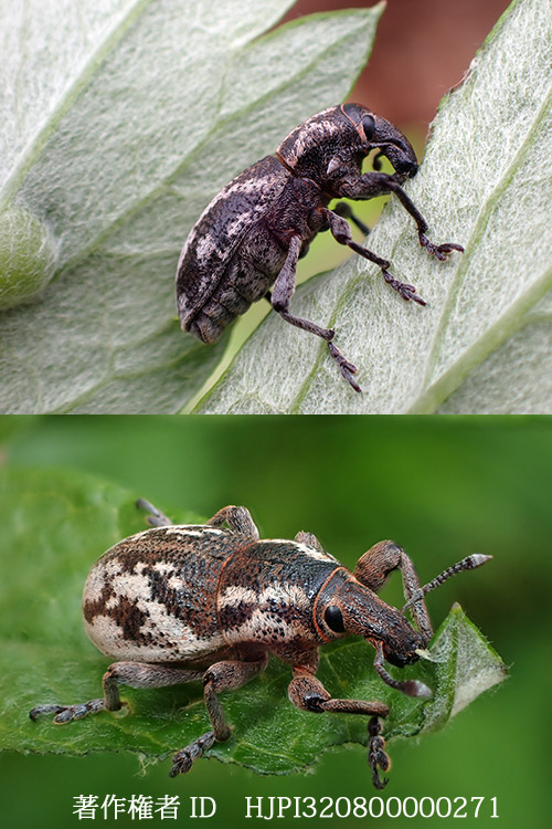 コマダラハスジゾウムシ Adosomusme logrammus