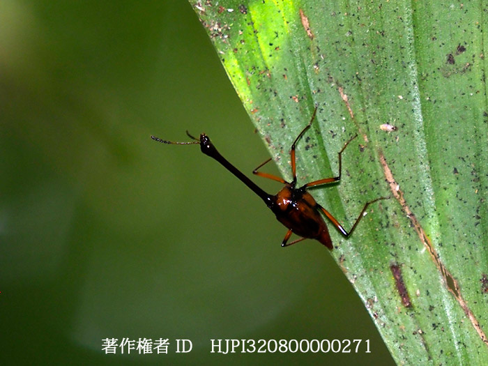 ロクロクビデオキノコ　Diatelium wallacei 