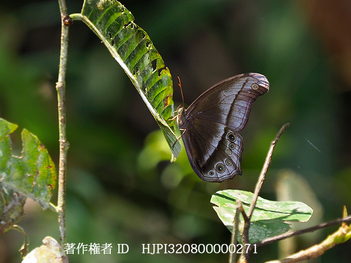 ムラサキジャノメの1種　Coelites euptychioides