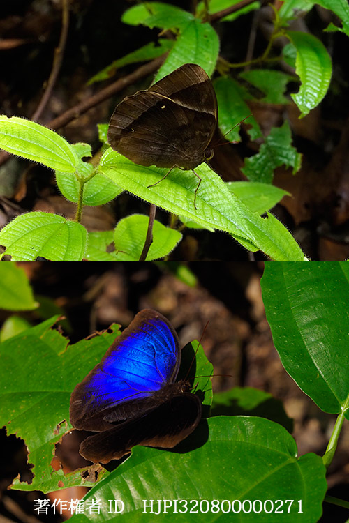 クルギウスルリワモン　Thaumantis klugius