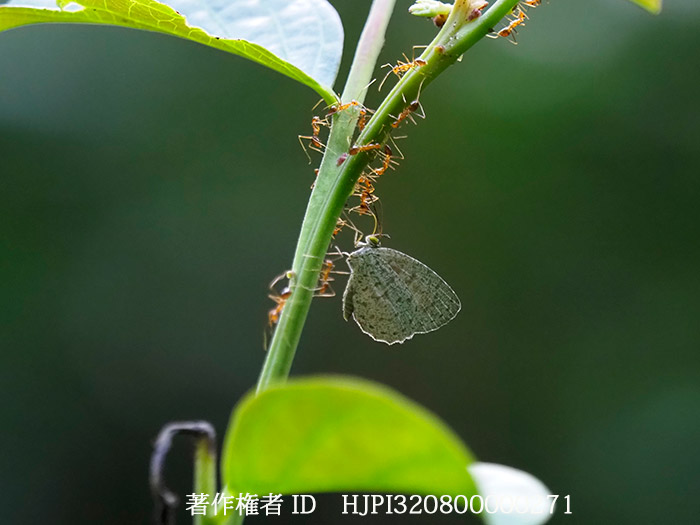 アシナガシジミの仲間　Allotinus 