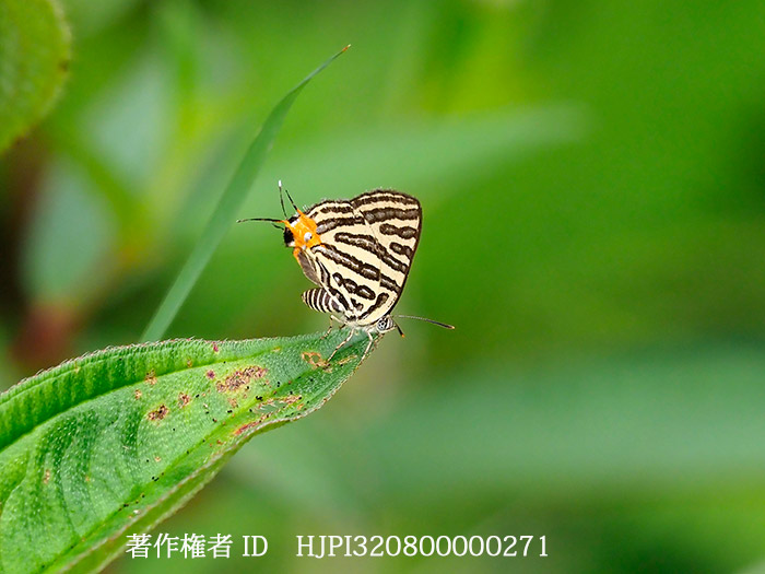 シャマキマダラルリツバメ　Spindasis syama