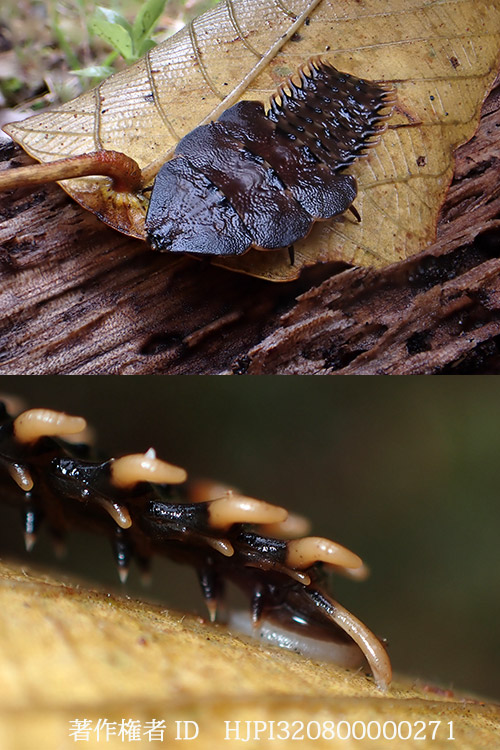 サンヨウベニボタルの歩行　 Duliticola sp.