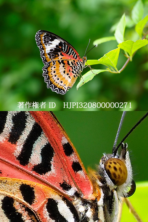 E-M1Xの手持ちハイレゾ