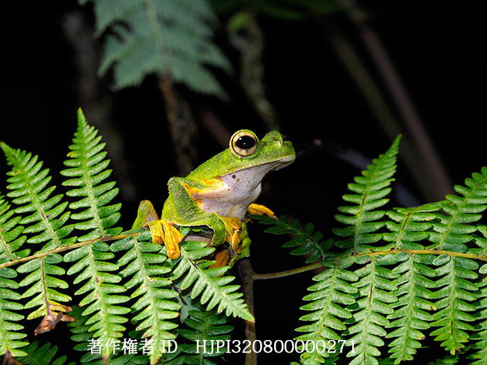ウオーレストビガエル　Rhacophorus nigropalmatus