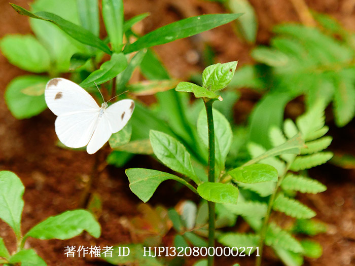 クロテンシロチョウ　Leptosia nina