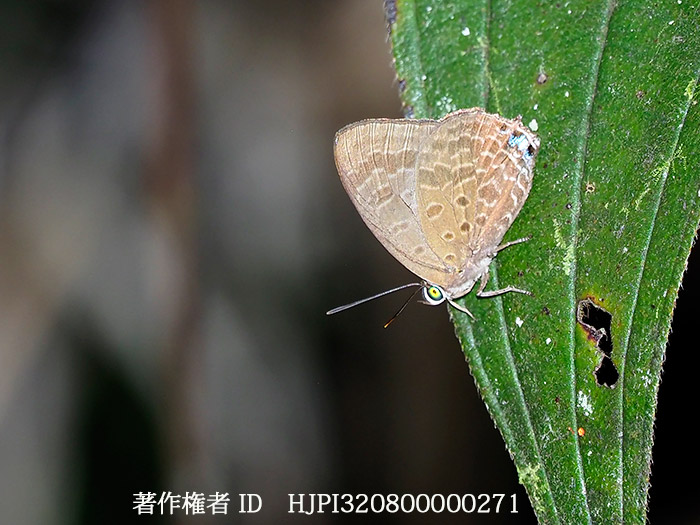 アウレアムラサキシジミ　Arhopala aurea