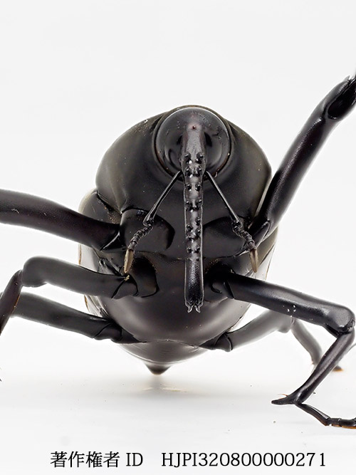 タイショウオサゾウムシを深度合成で　Macrochirus praetor