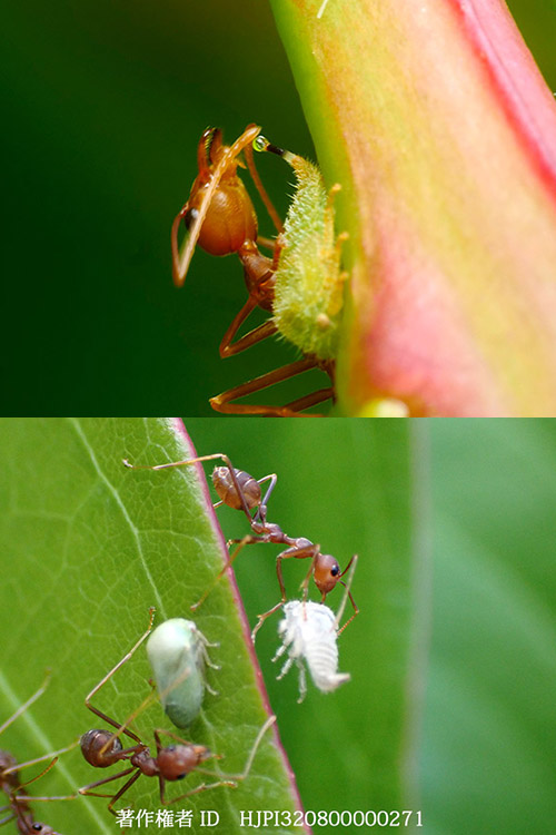 ツノゼミの幼虫から甘露をもらうツムギアリ　Weaver Ant &amp; Treehopper