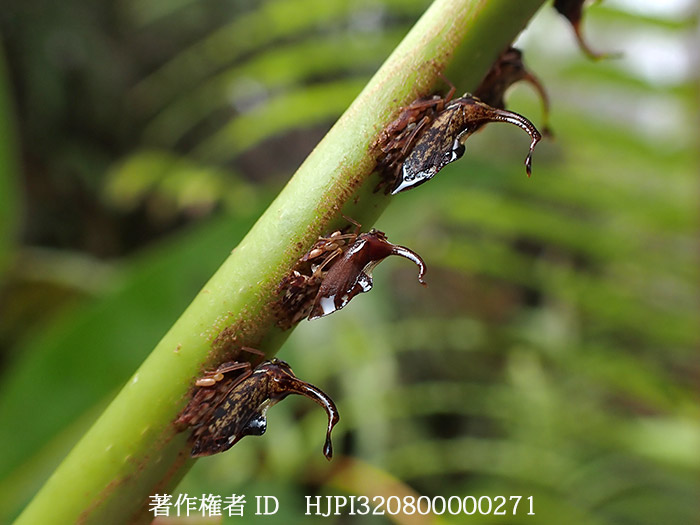 卵を守るシロオビハタザオツノゼミ　Pyrgauchenia pendleburyi