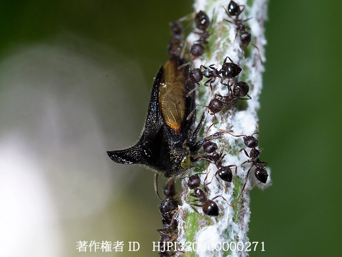 卵を守るサファイアツノゼミ　 Centrotypus sp.