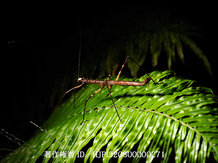 棘だらけのナナフシ