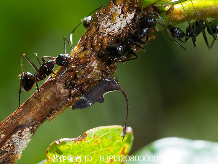 ハタザオツノゼミの一種　Pyrgauchenia sp.