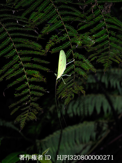 夜の昆虫探し　Despoina sp.