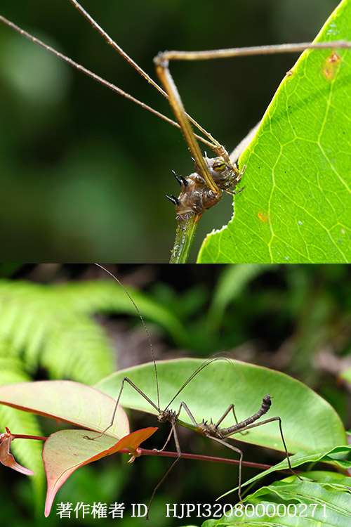 棘のあるナナフシ　Epidares sp.