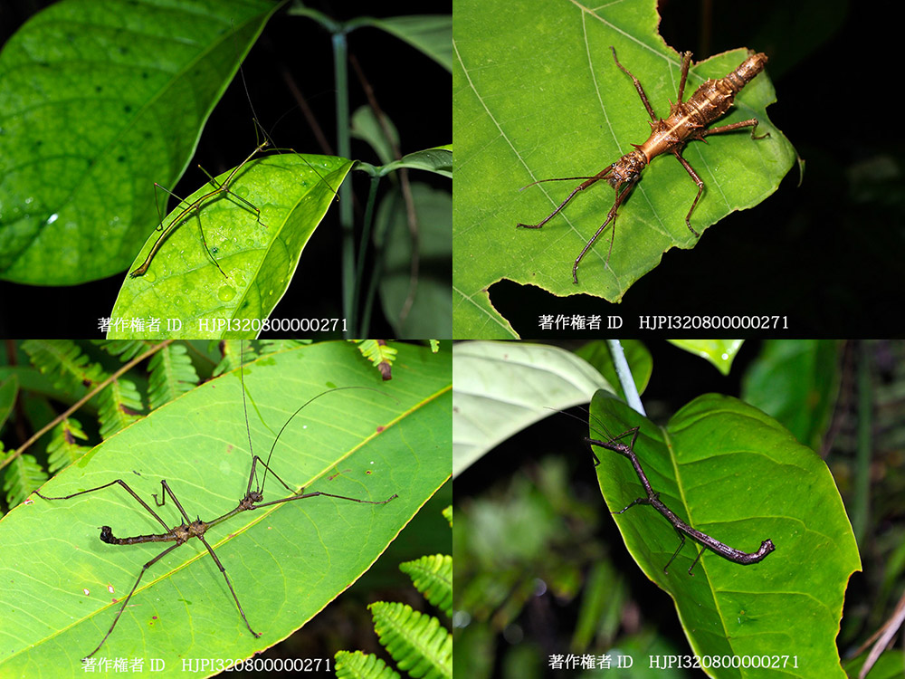 サラワクのナナフシ