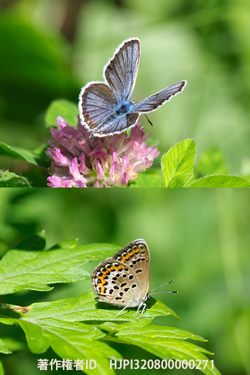 庭のヒメシジミ　Plebejus argus