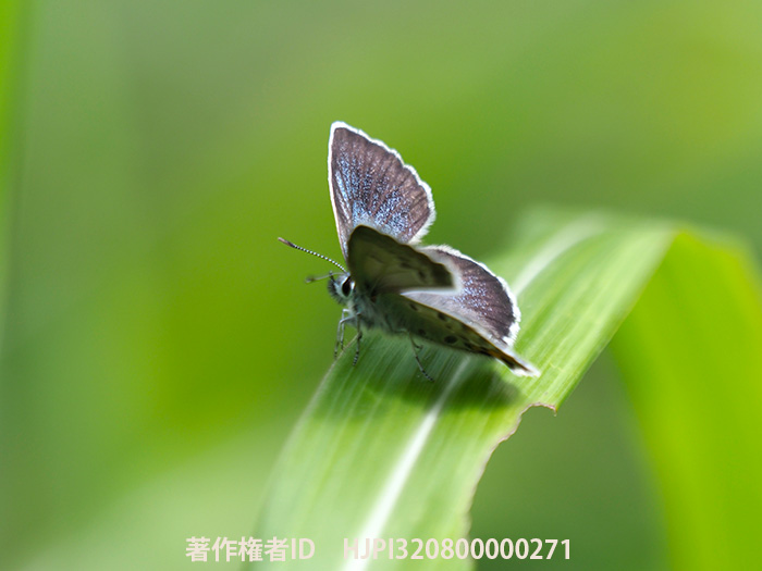 今年の小諸のアサマシジミ　Lycaeides subsolana