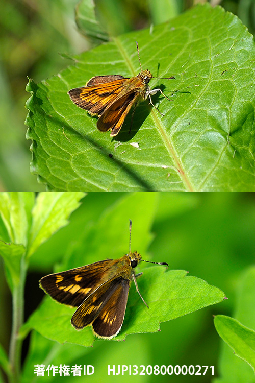 庭のヒキマダラセセリ　Ochlodes ochraceus