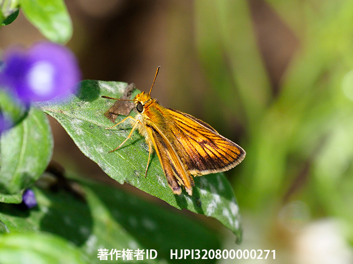 庭のスジグロチャバネセセリのメス　