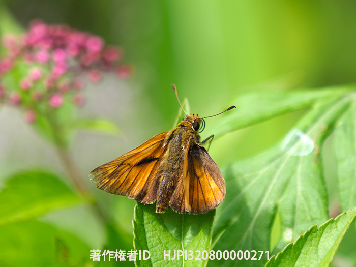 コキマダラセセリ　Ochlodes venatus