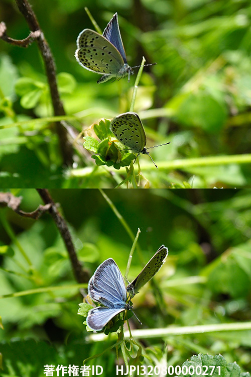 オスに求愛するオスのヤマトシジミ　Zizeeria maha