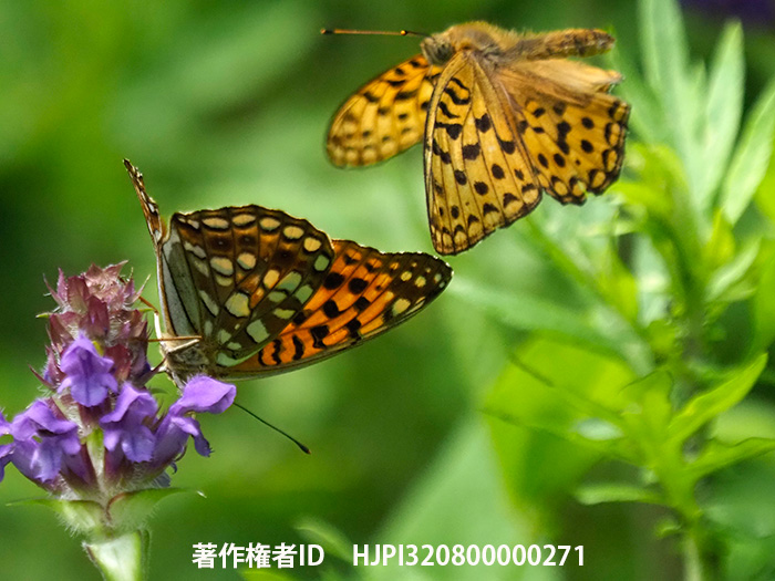 ウラギンヒョウモンの求愛　Argynnis adippe