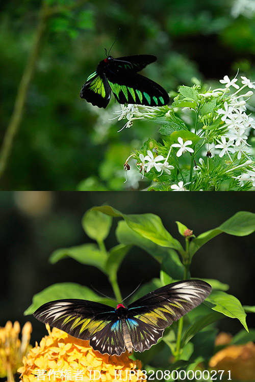 Entopiaのアカエリトリバネアゲハ