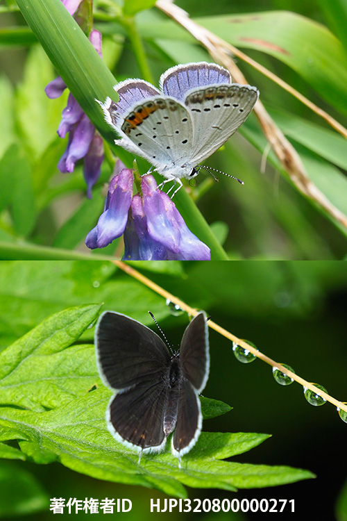 ツバメシジミのオスとメス　Cupido argiades